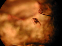 Cribraria intricata
