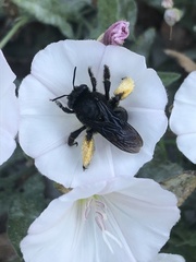 Melissodes bimaculatus