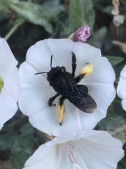 Melissodes bimaculatus