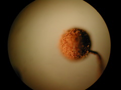 Cribraria intricata