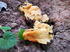 Laetiporus sulphureus