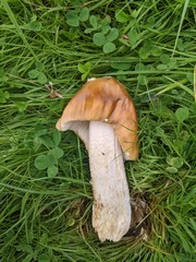 Amanita dryophila