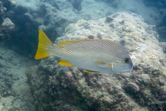 Plectorhinchus multivittatus