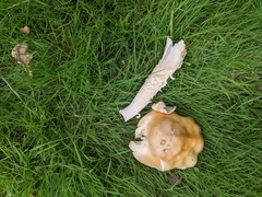Amanita dryophila