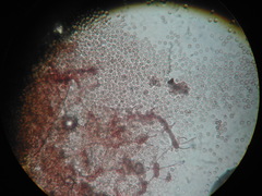 Cribraria intricata