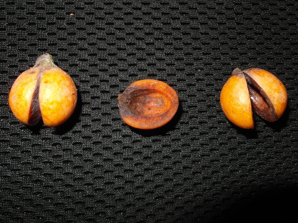 Gymnacranthera