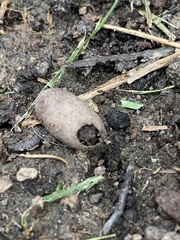 Sceliphron curvatum