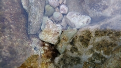Salaria pavo