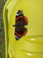 Vanessa atalanta
