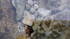 Salaria pavo