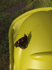 Vanessa atalanta