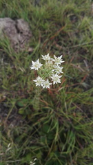 Alepidea setifera