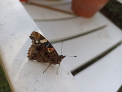 Vanessa atalanta