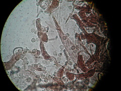 Cribraria intricata