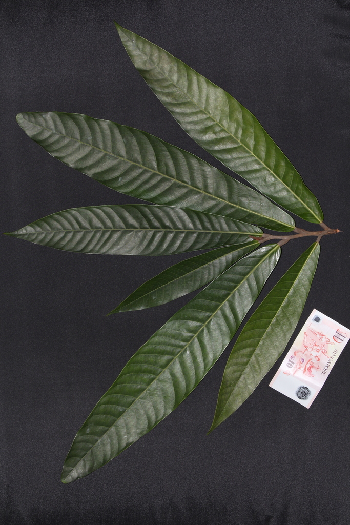 Knema furfuracea