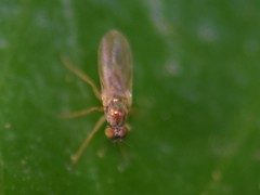 Chrysotimus molliculus