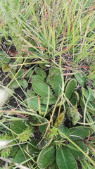 Alepidea setifera