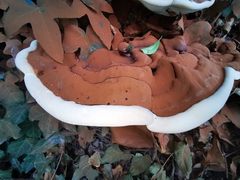 Ganoderma resinaceum