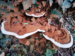 Ganoderma resinaceum