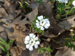 Iberis