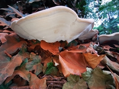 Ganoderma resinaceum