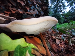 Ganoderma resinaceum