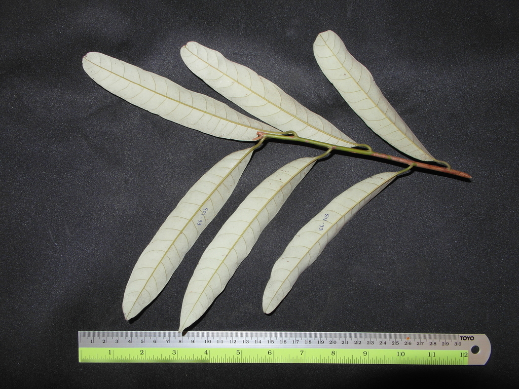Knema communis