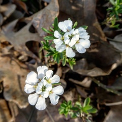Iberis