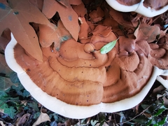 Ganoderma resinaceum