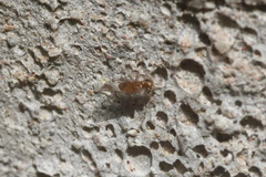 Lachesilla