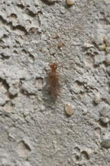 Lachesilla