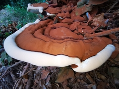 Ganoderma resinaceum