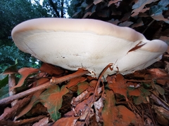 Ganoderma resinaceum