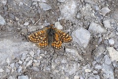 Euphydryas aurinia debilis