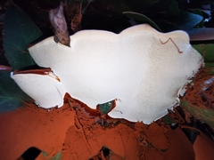 Ganoderma resinaceum