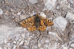 Euphydryas aurinia debilis