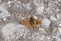 Euphydryas aurinia debilis