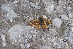 Euphydryas aurinia debilis