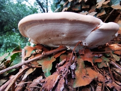 Ganoderma resinaceum