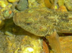 Gobiomorphus breviceps