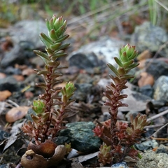 Sedum radiatum