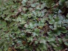 Marchantia paleacea