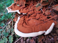 Ganoderma resinaceum