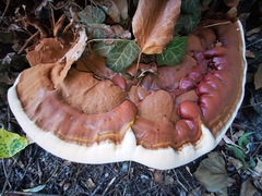 Ganoderma resinaceum