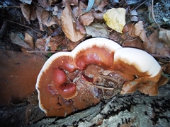 Ganoderma resinaceum