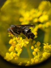Strepsiptera
