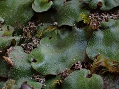 Marchantia paleacea