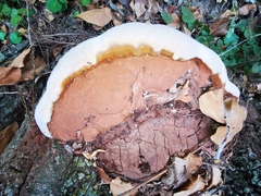 Ganoderma resinaceum