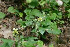 Geum × catlingii