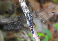 Onychothemis testacea